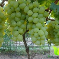 饶阳河北何腾4月维多利亚葡萄