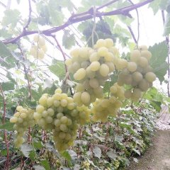 河北省衡水市饶阳县维多利亚葡萄
