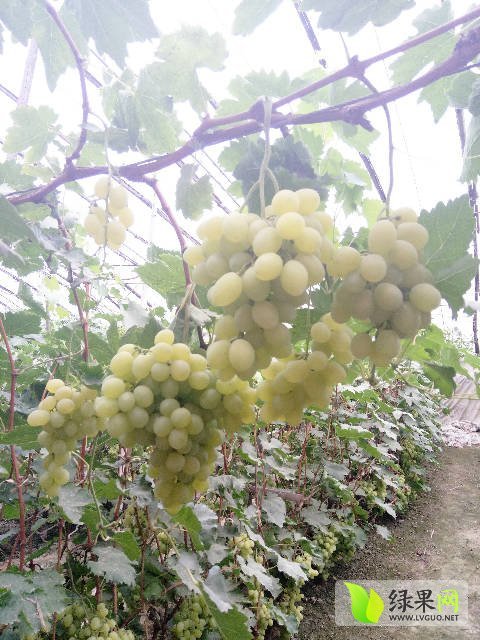 2017年河北饶阳维多利亚价格