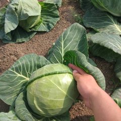 2017平度甘蓝价格便宜，质量好，颜色亮