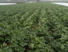 安丘大量土豆很快上市，望需求者提前预定
