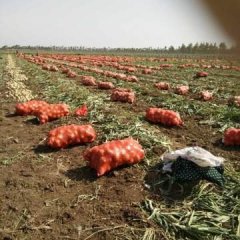 邓州刘集镇黄皮洋葱丰收了，个头大