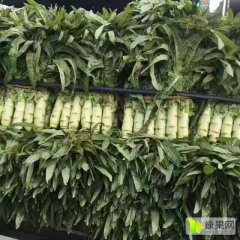 定州青肉莴笋，黄心大白菜现已大量上市