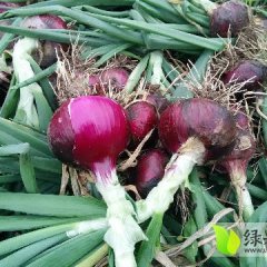 山东郯城洋葱大量上市，菜农卖菜积极