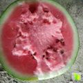 莘县西瓜青青腾，满地爬，结出果子圆又大