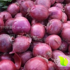 河南新野本地的红皮洋葱现已大量上市