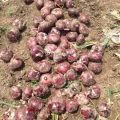 郯城红花小马5月圆葱（卡木一）洋葱