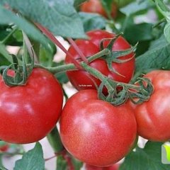 山东商河大量硬粉西红柿新鲜上市，口感好