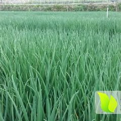 河北省最大的蔬菜种植基地