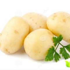 河北秦皇岛昌黎-无公害蔬菜基地