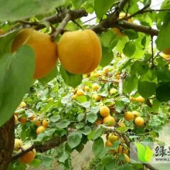 陕西大荔凯特杏杏子 陆地杏耐运输