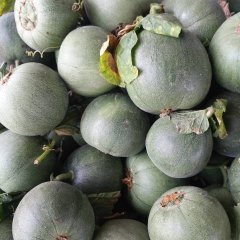 万亩绿宝石甜瓜大量上市