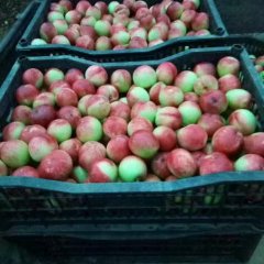 枣阳油桃大量上市了，品种有518 千年红 曙光