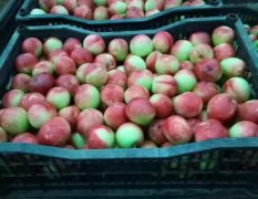 枣阳油桃大量上市了，品种有518 千年红 曙光