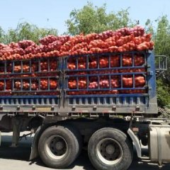 山东郯城鲁南蔬菜基地，现在有万亩洋葱上市