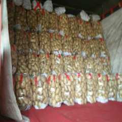 青岛平度土豆大量上市，沃土，V7,荷兰系列，产地直销