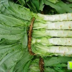 河北定州蔬菜基地尖叶实心莴笋