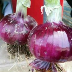 山东临沂郯城县红皮洋葱通货价格