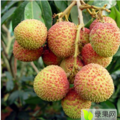 阳江市阳西县上洋镇的荔枝将在 5月底上市