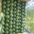 商丘睢阳区大量 京欣 冠龙 龙卷风西瓜