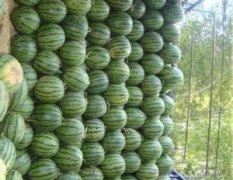 商丘睢阳区大量 京欣 冠龙 龙卷风西瓜