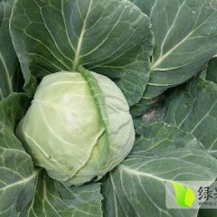 玉田甘蓝 甘蓝已大量上市，质量好