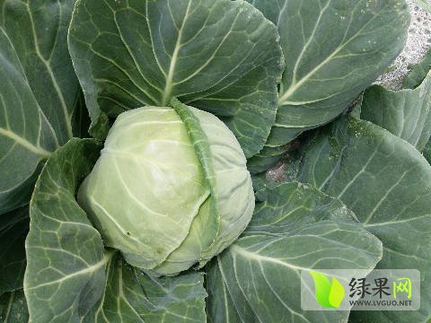 2017年河北玉田中甘21甘蓝价格