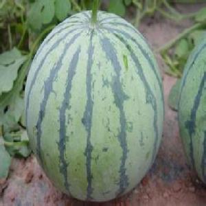 花皮无籽价格