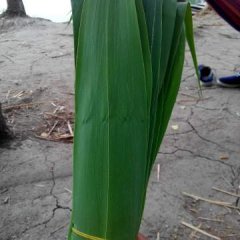 白洋淀苇叶已大量上市