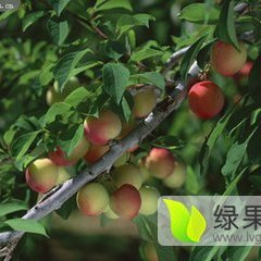 宜城蜜桃 桃子、西瓜代办