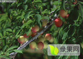 2019年湖北宜城春雪价格