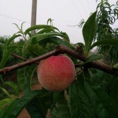 宜城湖北马三姐5月千年红油桃