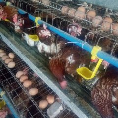 山东东明蛋鸡 淘汰蛋鸡三斤八两之四斤半