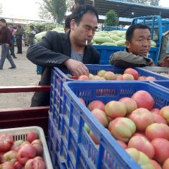 山东东昌府我地硬粉西红柿，每年五一上市