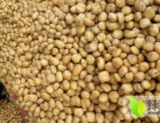 2017昌黎中暑5号土豆开始大量上市了