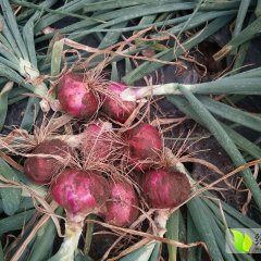 大邑洋葱 今年我们这边洋葱个头大