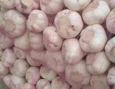 大量供应2017年河南淮阳扒皮蒜