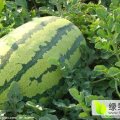 2017大荔无籽西瓜代办 黑无籽西瓜、花无籽西瓜