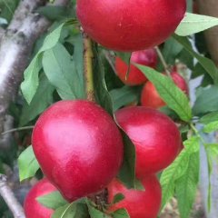 安徽砀山中油12号种植面积大，历史悠久