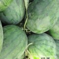 商丘睢阳区大量 京欣 冠龙 龙卷风西瓜