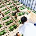 武汉江夏、黄陂 早春红玉上市了