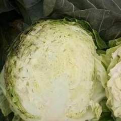 河北昌黎中甘21甘蓝上市期间