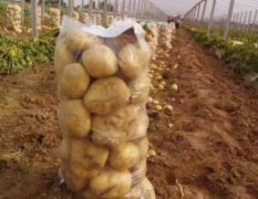 昌黎中薯系列土豆（马铃薯）之乡