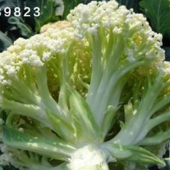 2017临朐农户自产大量有机菜花上市中