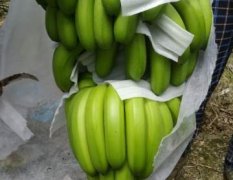 海南儋州常年代办海南香蕉，香蕉种植面积大
