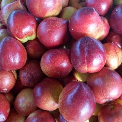 山东费县大樱桃，品种有红登，早大果，香玉