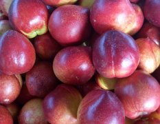 山东费县大樱桃，品种有红登，早大果，香玉