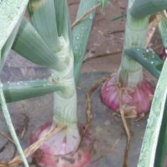 山东巨野二红洋葱六一过后即将上市