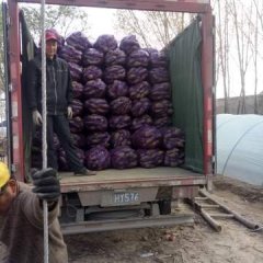 开封县红皮苏八红薯太多，农户急卖