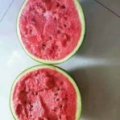 开封五月十号大棚京新黑无子大量上市